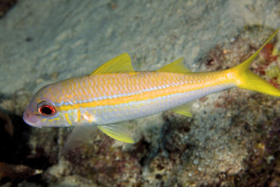 Goatfish