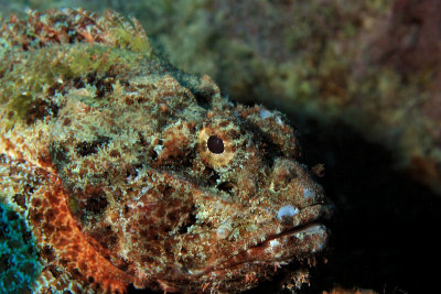 Scorpionfish