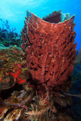 Barrel sponge