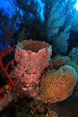 Sponges and corals