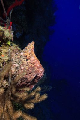Sponge and coral