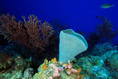 Sponges and corals