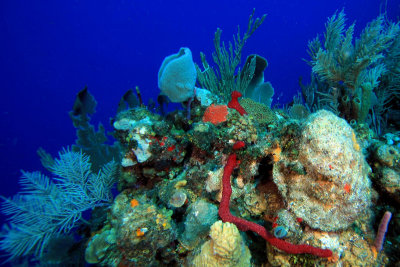Sponges and corals