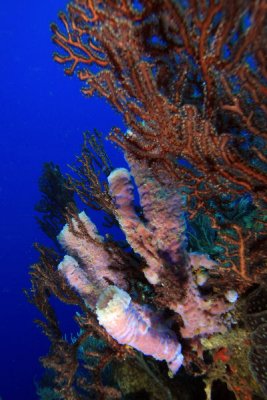 Purple sponges growing in coral