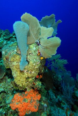 Sponges and coral