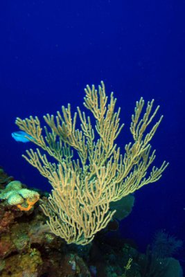 Sea rod coral