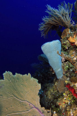 Sea fan, vase sponge, and coral