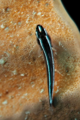 Goby on sponge