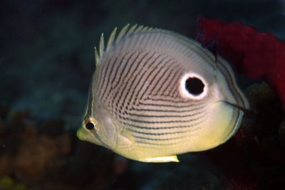 Four-eye butterflyfish