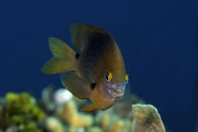 Damselfish