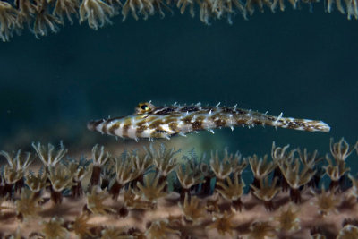 Slender filefish hiding in coral