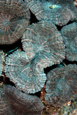 Flower coral