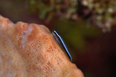 Goby on sponge