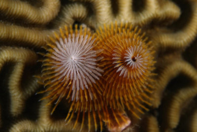 Christmas tree worm on coral