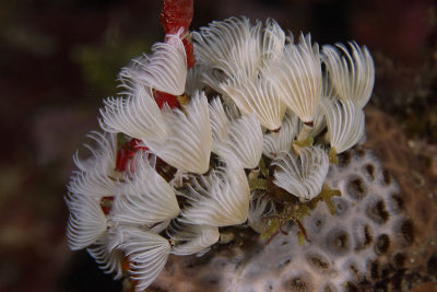 Cluster of social feather dusters