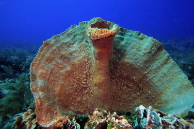 Unusual sponge