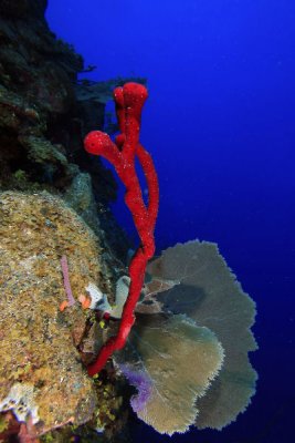 Red rope sponge and sea fans