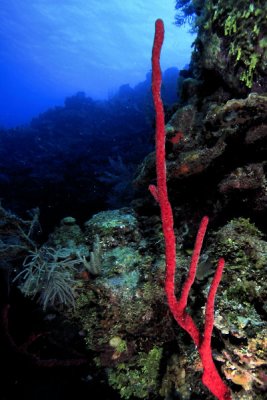 Red rope sponge