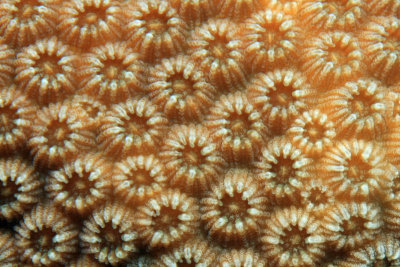 Star coral detail
