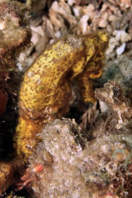 Shy yellow seahorse