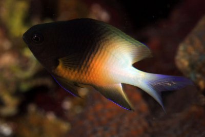 Bicolor damselfish