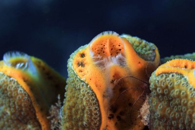 Orange sponge on coral