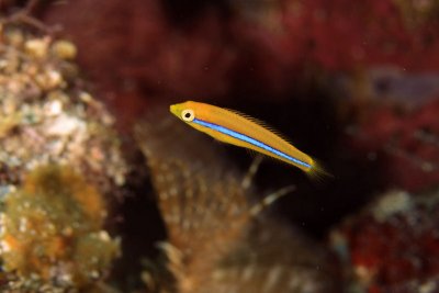 Juvenille yellowhead wrasse