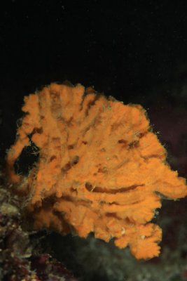 Small orange sponge