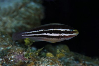 Juvenille striped parrotfish