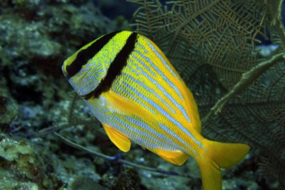 Porkfish