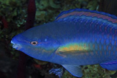 Princess parrotfish