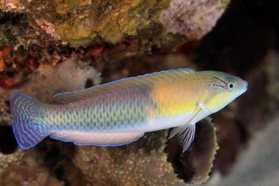 Yellowhead wrasse