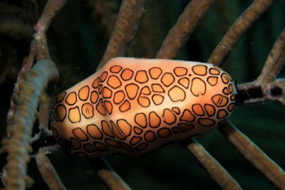 Flamingo tongue snail