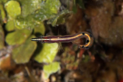 Arrow blenny