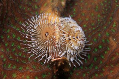 Christmas tree worm