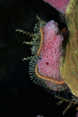Brittle star on sponge