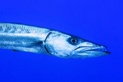 Barracuda