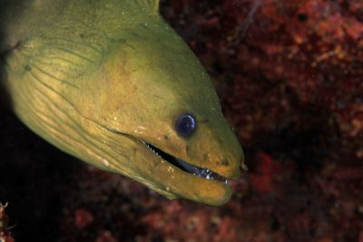 Green moray eel