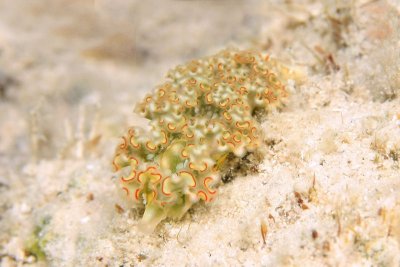 Lettuce sea slug