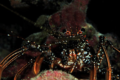 Spotted spiny lobster