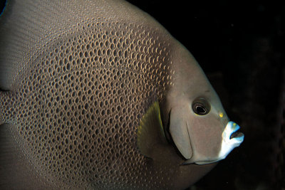 Grey angelfish