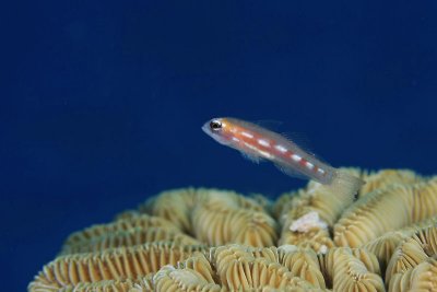 Glass goby