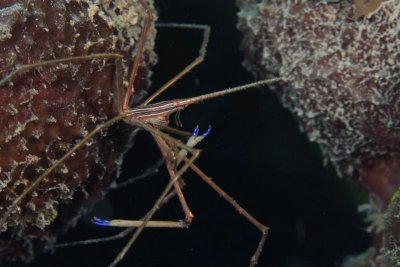 Arrow crab