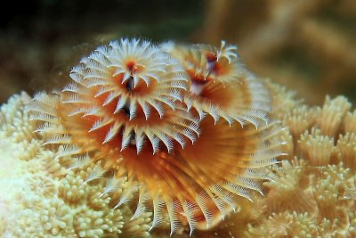 Christmas tree worm