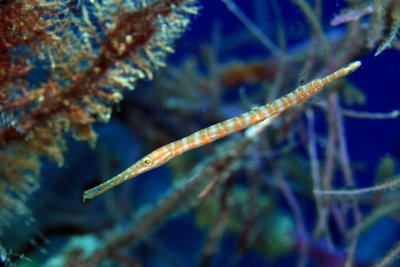 Juvenille trumpetfish (about 4 inches long!)
