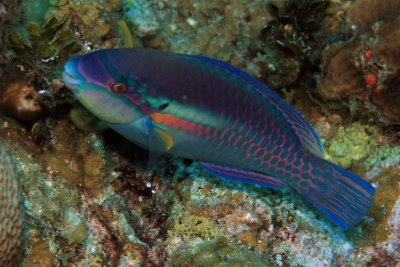 Parrotfish