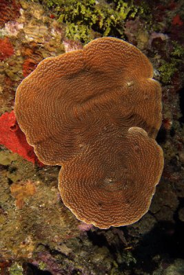 Sheet coral