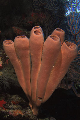 Brown tube sponge