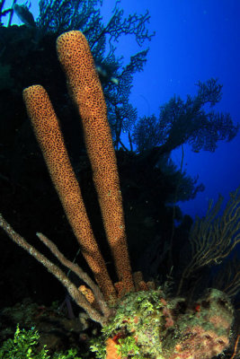 Stovepipe sponge