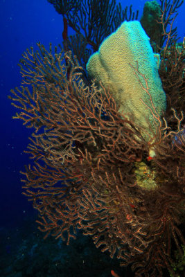 Vase sponge with deep sea fans